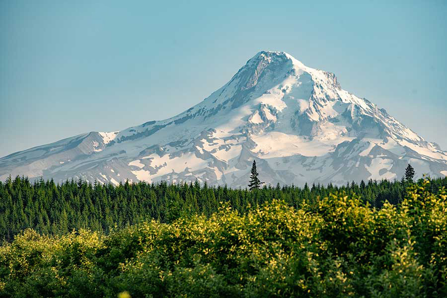 stretch of green pine trees in with a snowy mountain 