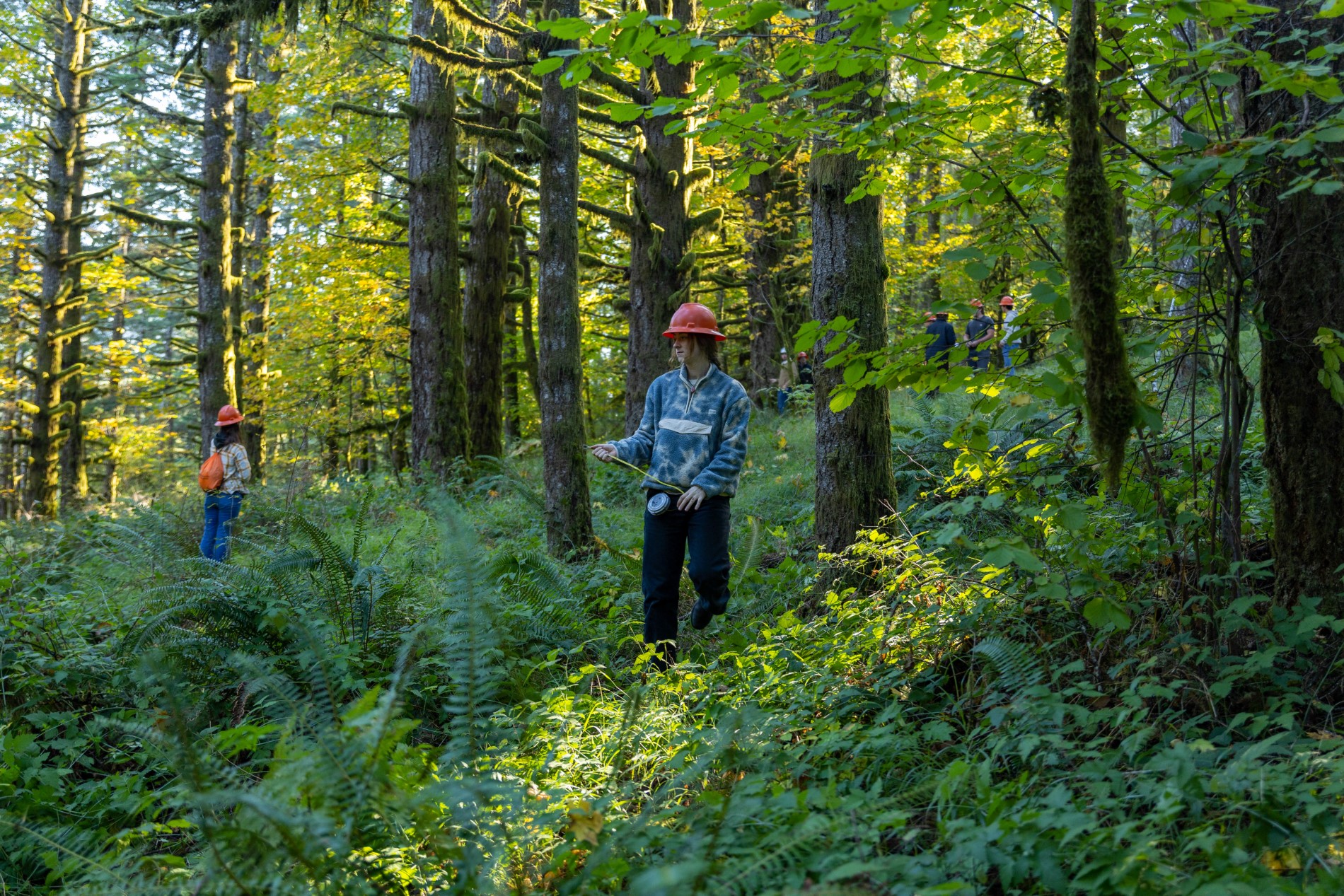 person wearing hard hat in research forest