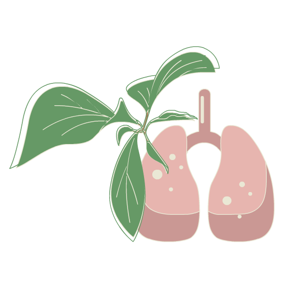 plant leaves hanging over lungs