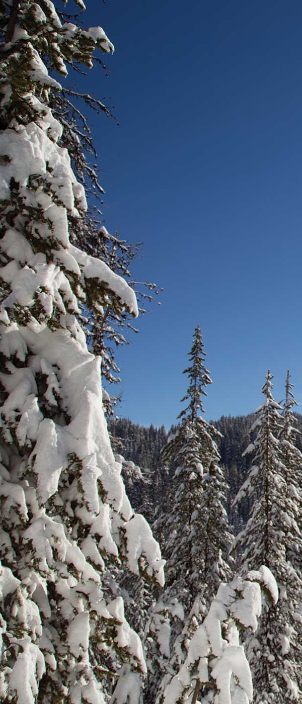sunny snow covered fir trees