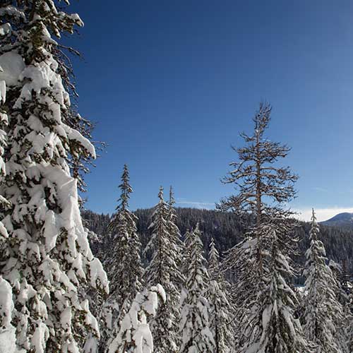 sunny snow covered fir trees