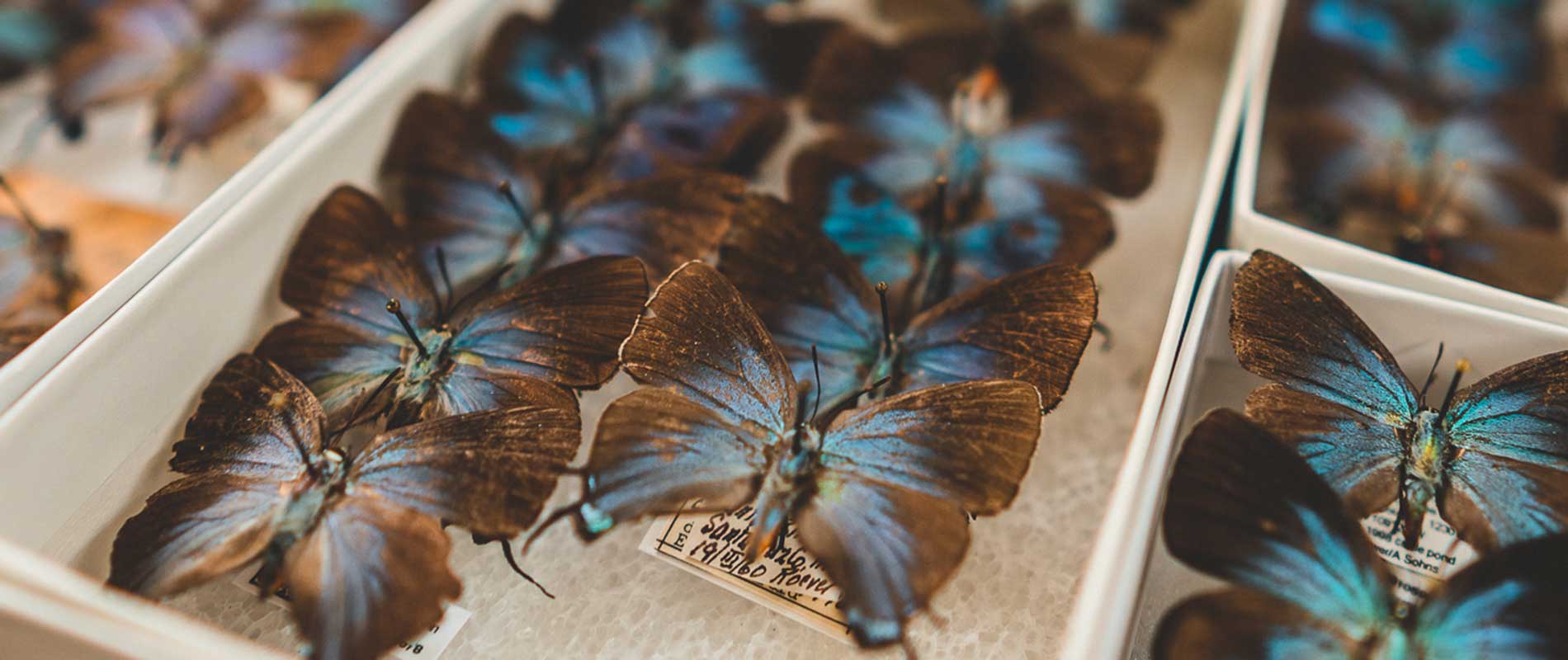 blue butterfly specimens in a tray
