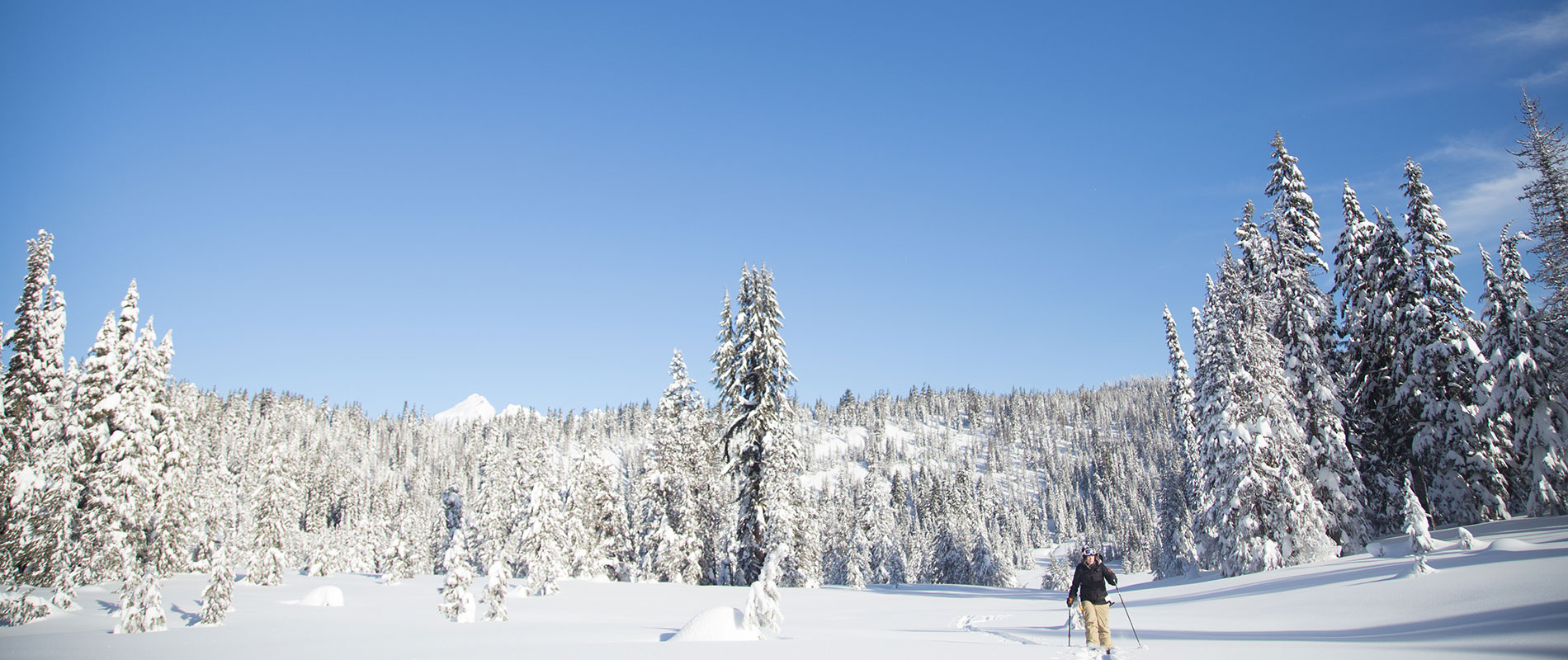 person on skis in a snowy forest landscape