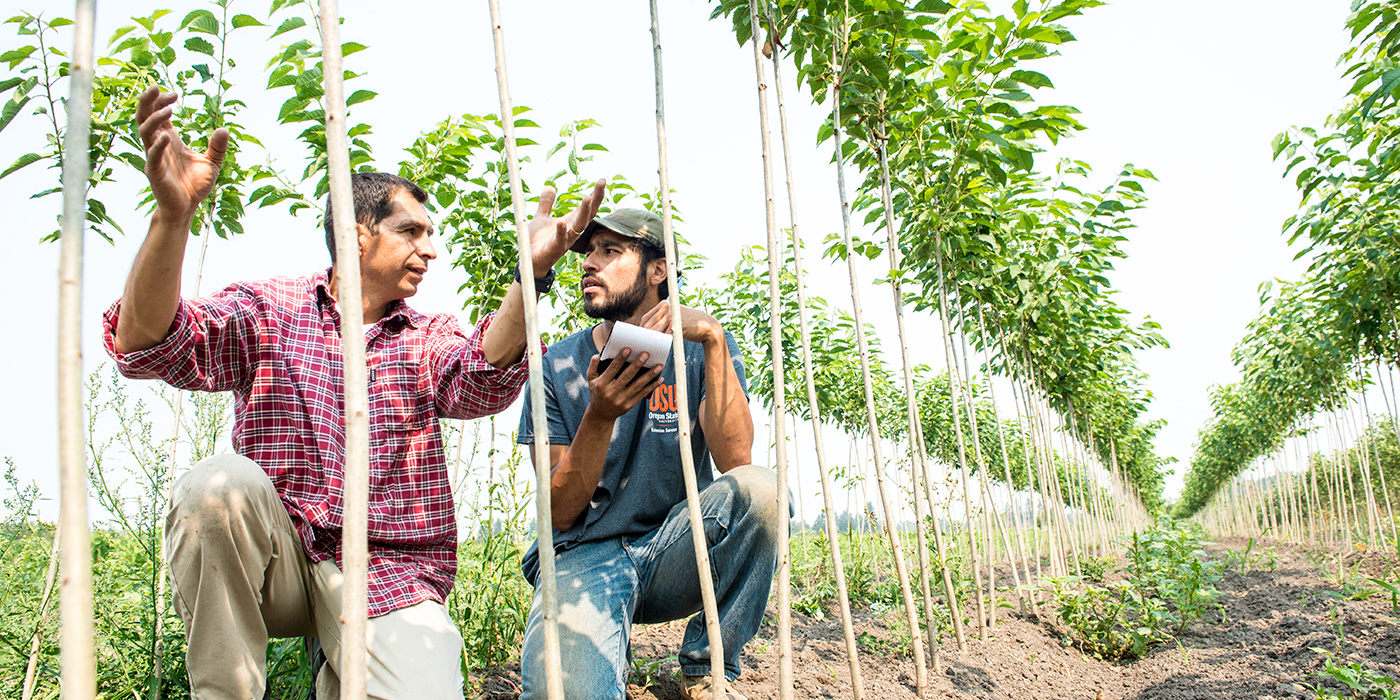 growers examining young trees