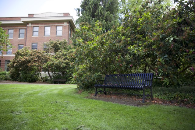 bench surrounded by rhododendrons