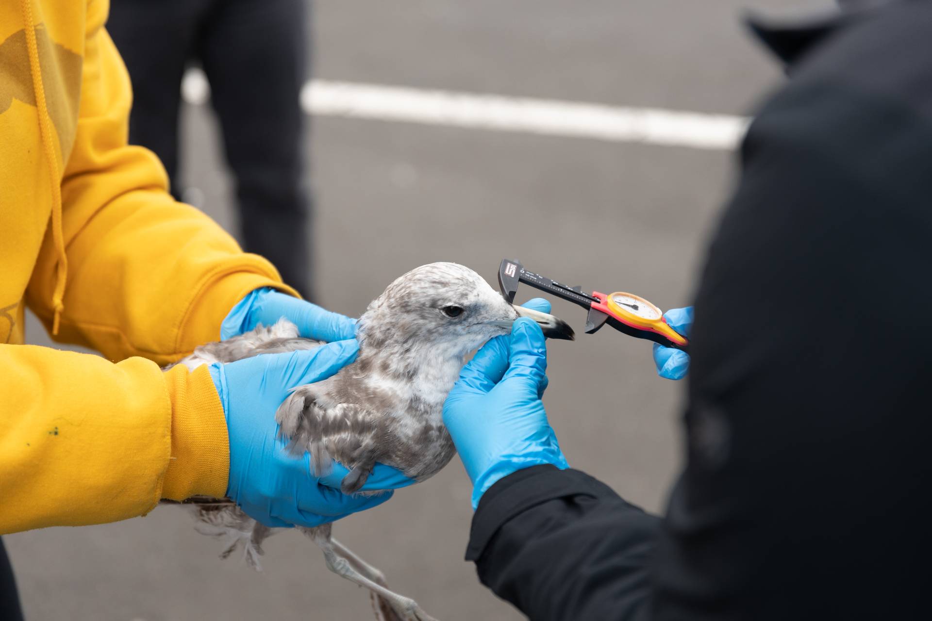 people measuring gull's beak