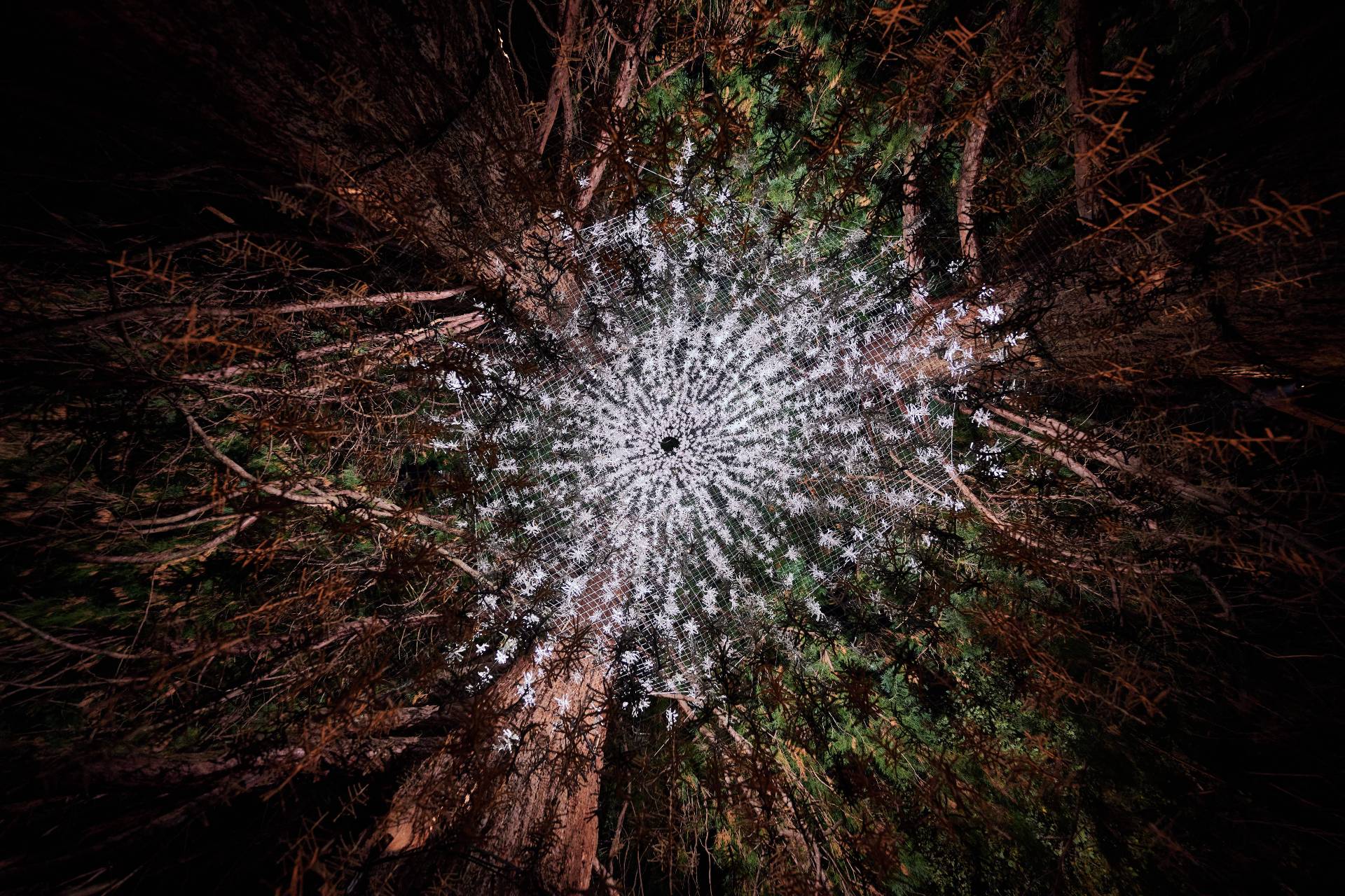 lights strung up in bunches between sequoia trees