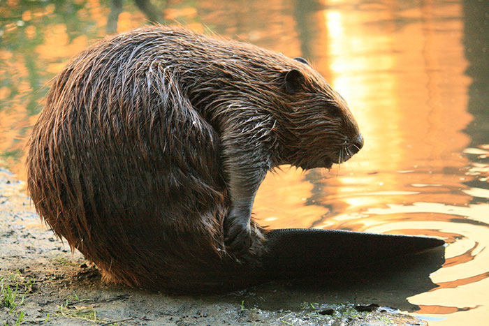 beaver at the edge of water grabbing its tail