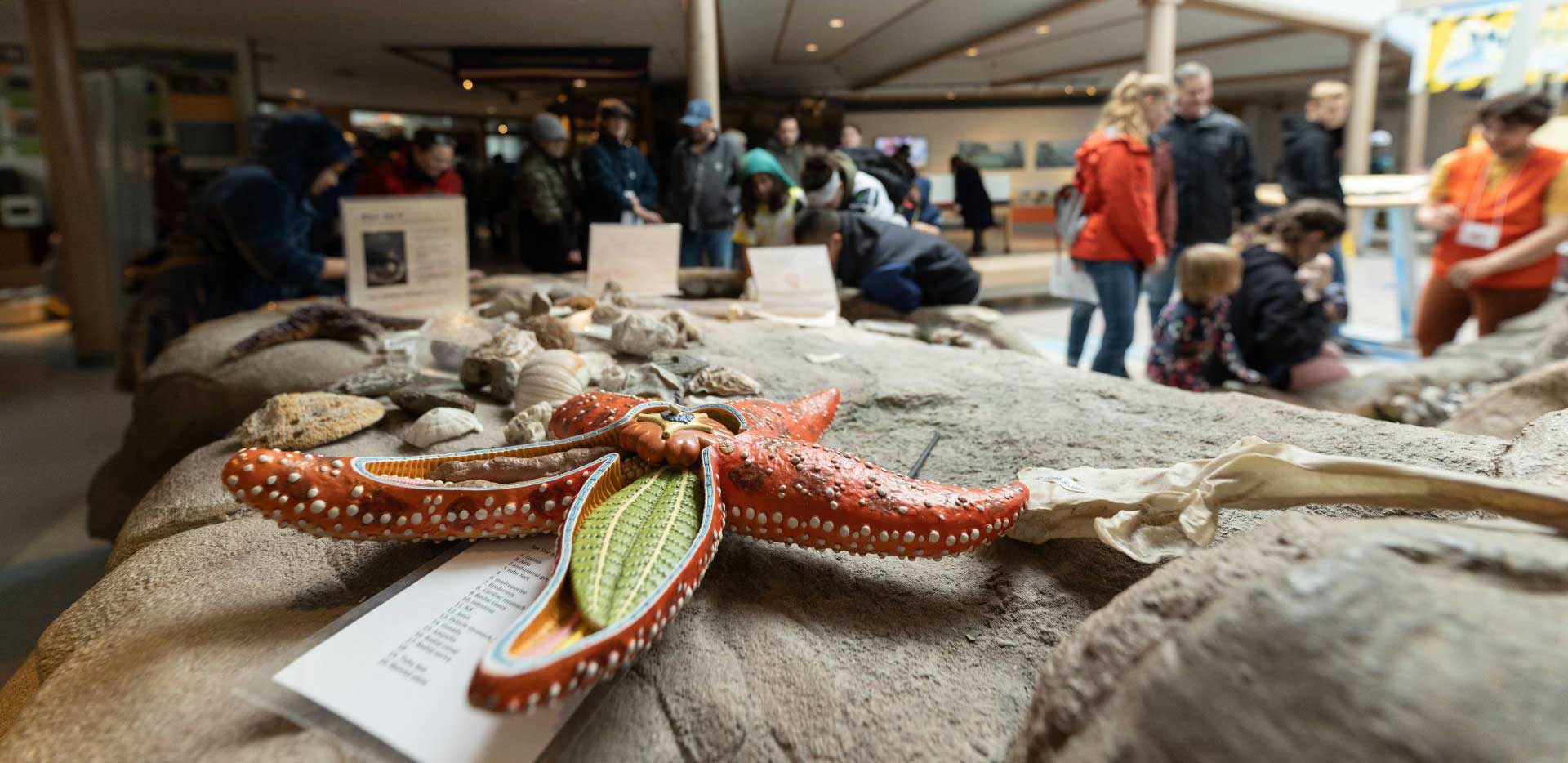 starfish sitting on rock display while people stand around it
