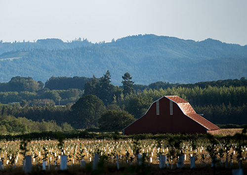 a red barn next to a vinyard and mountains in the distance