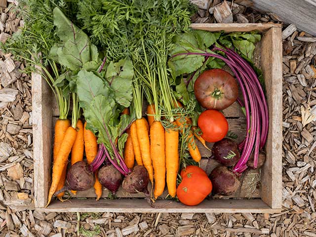 carrots, beets and tomatotes fill a shallow box