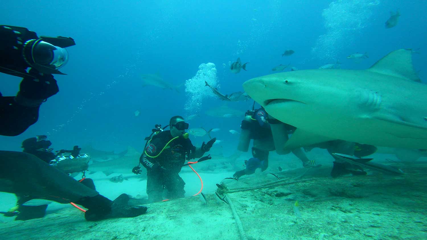 scuba divers swimming among fishes and sharks at the ocean floor