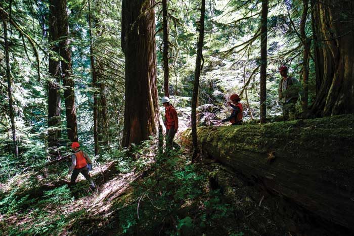 four people in orange vests walking over a fallen mossy tree in a fir forest