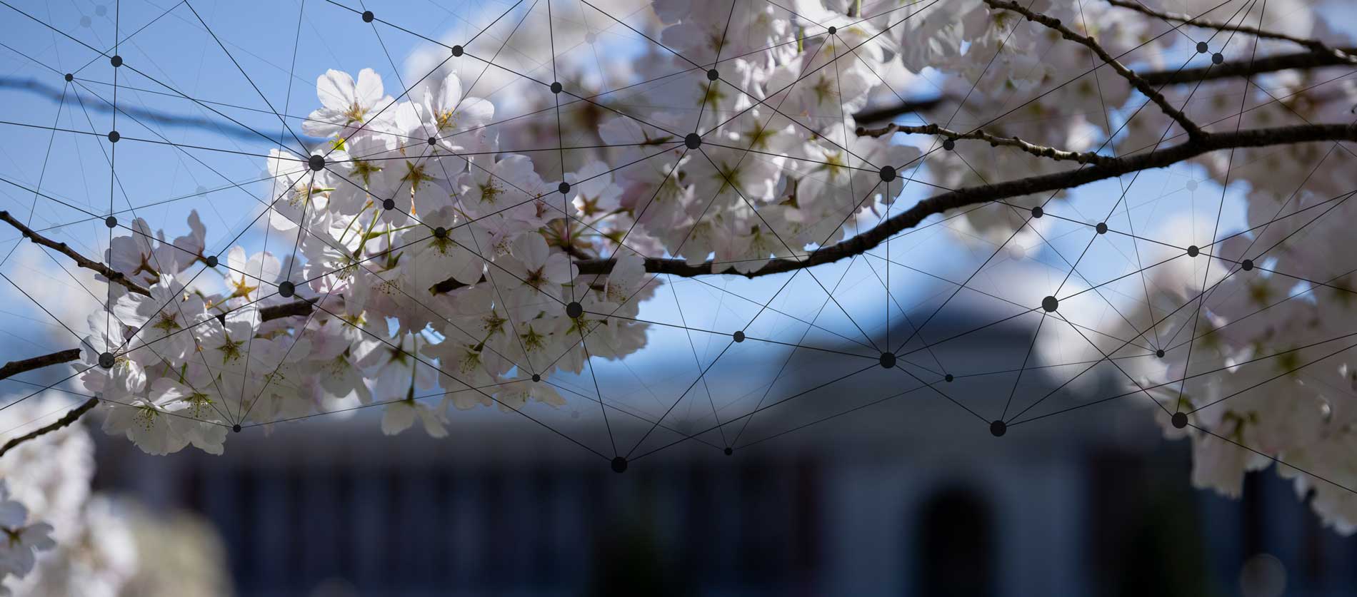 cherry blossoms with an overlay of connected dots with lines, creating a network effect