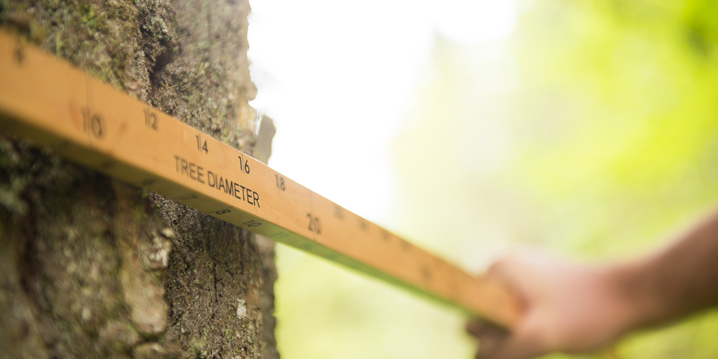 person measuring the diameter of a tree with yard stick
