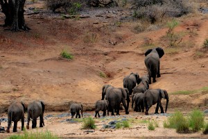 Herd of elephants crossing stream