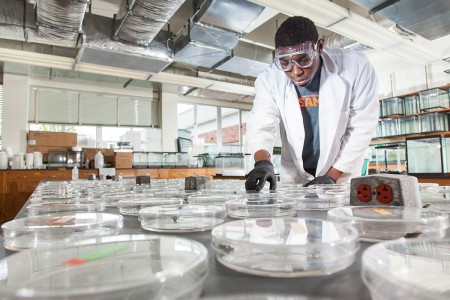 researcher examining petri dishes