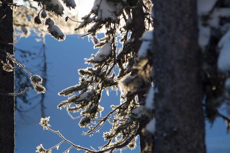 snow capped fir trees in sunlight