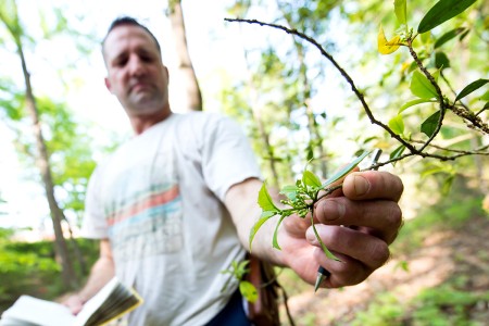researcher examining leaves