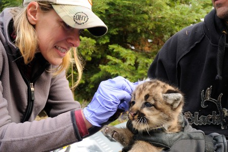 researcher tagging young cougar 
