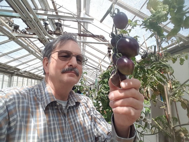 Jim Myers, researcher, examining purple tomatoes growing