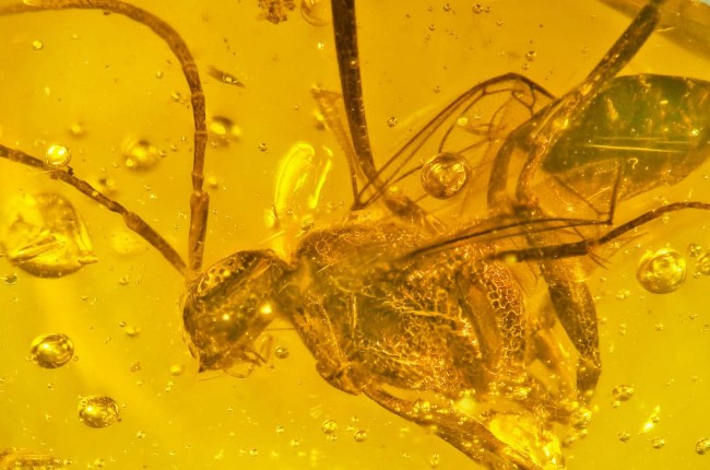 wasp in amber