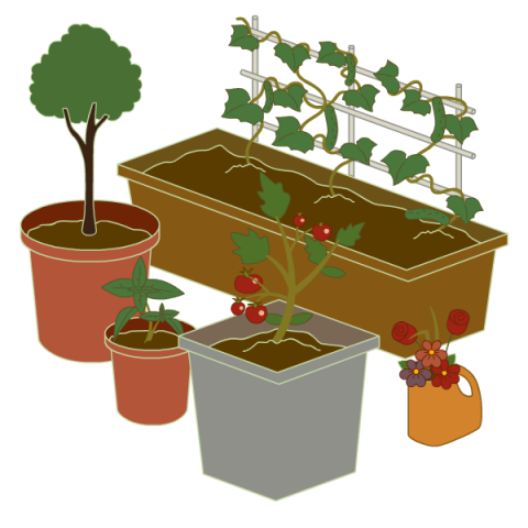 https://oregonstate.edu/sites/default/files/styles/large/public/2022-04/stories-container-garden.png?itok=WGMjOwKt